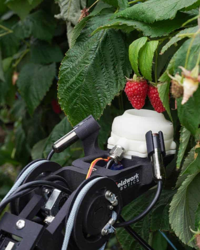 Hasat Robotları