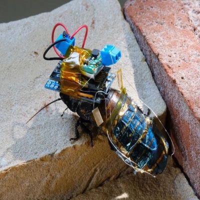 cyborg hamam böcekleri