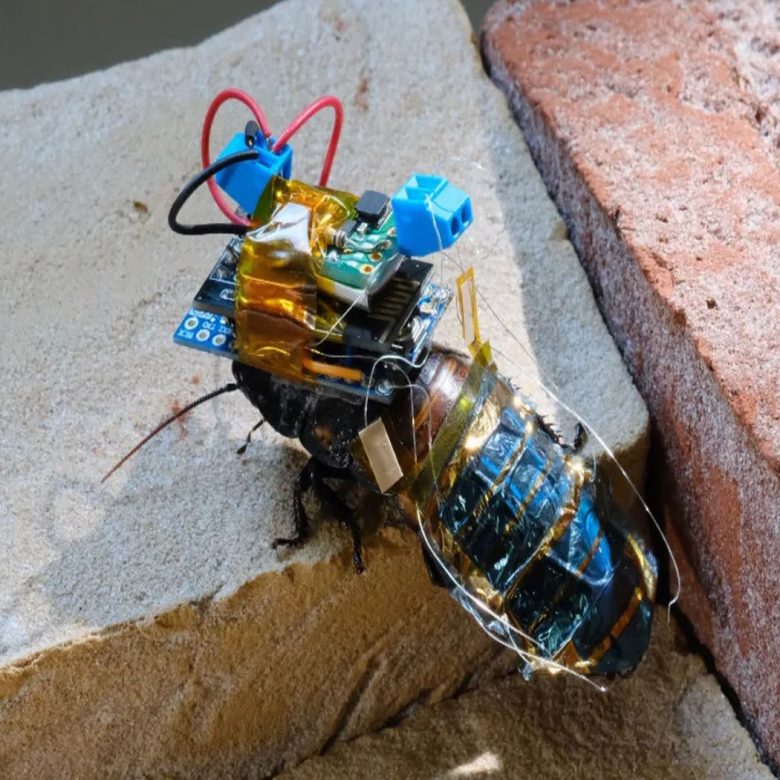 cyborg hamam böcekleri