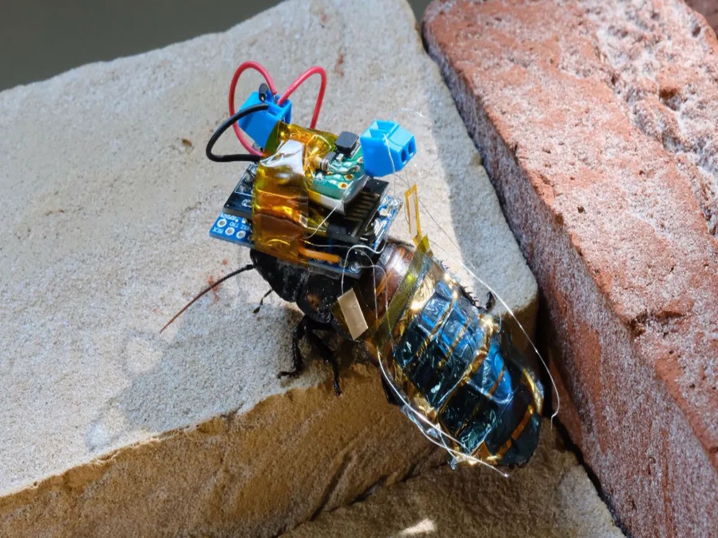 cyborg hamam böcekleri