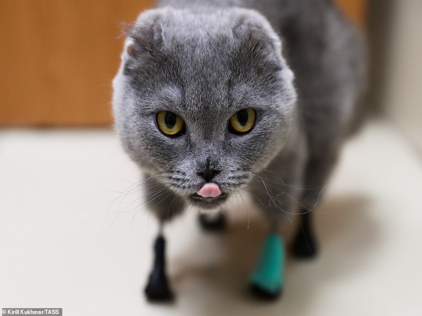 3d yazıcı protez pati kedi