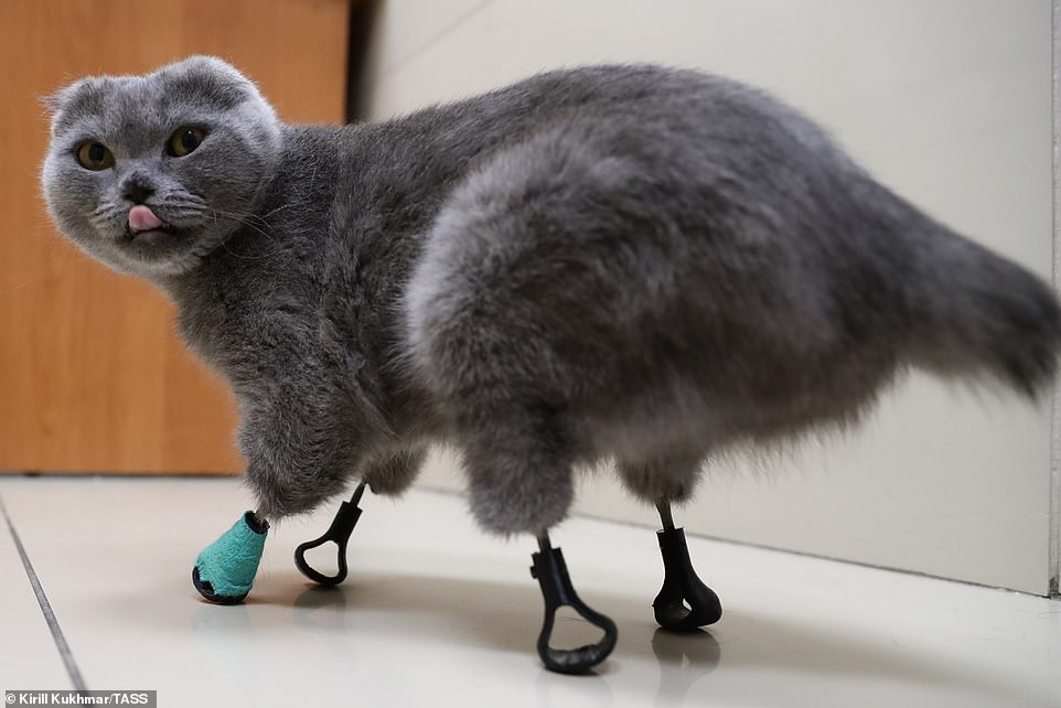 3d yazıcı titayum protez pati kedi 