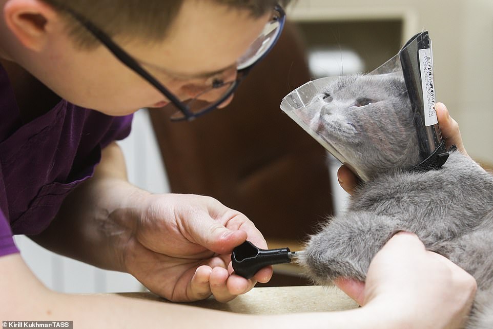 3d yazıcı protez pati kedi 