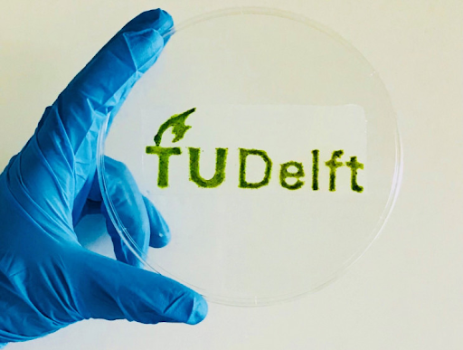 Delft Üniversitesinin biyo-baskı ile geliştirdiği mikroalgal hücrelere ait örnek bir görsel